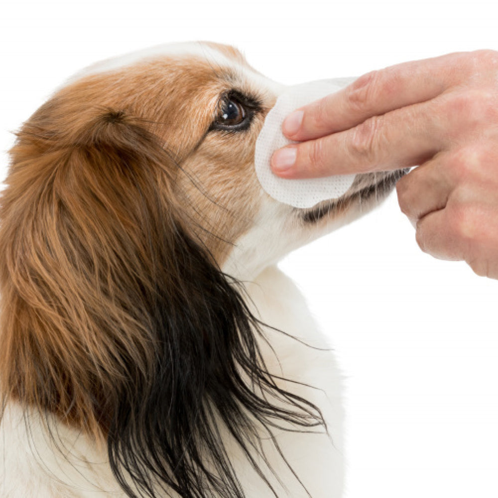 Trixie Salviette monouso occhi