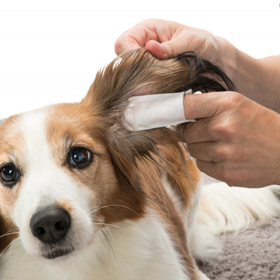 Trixie Salviette monouso orecchie