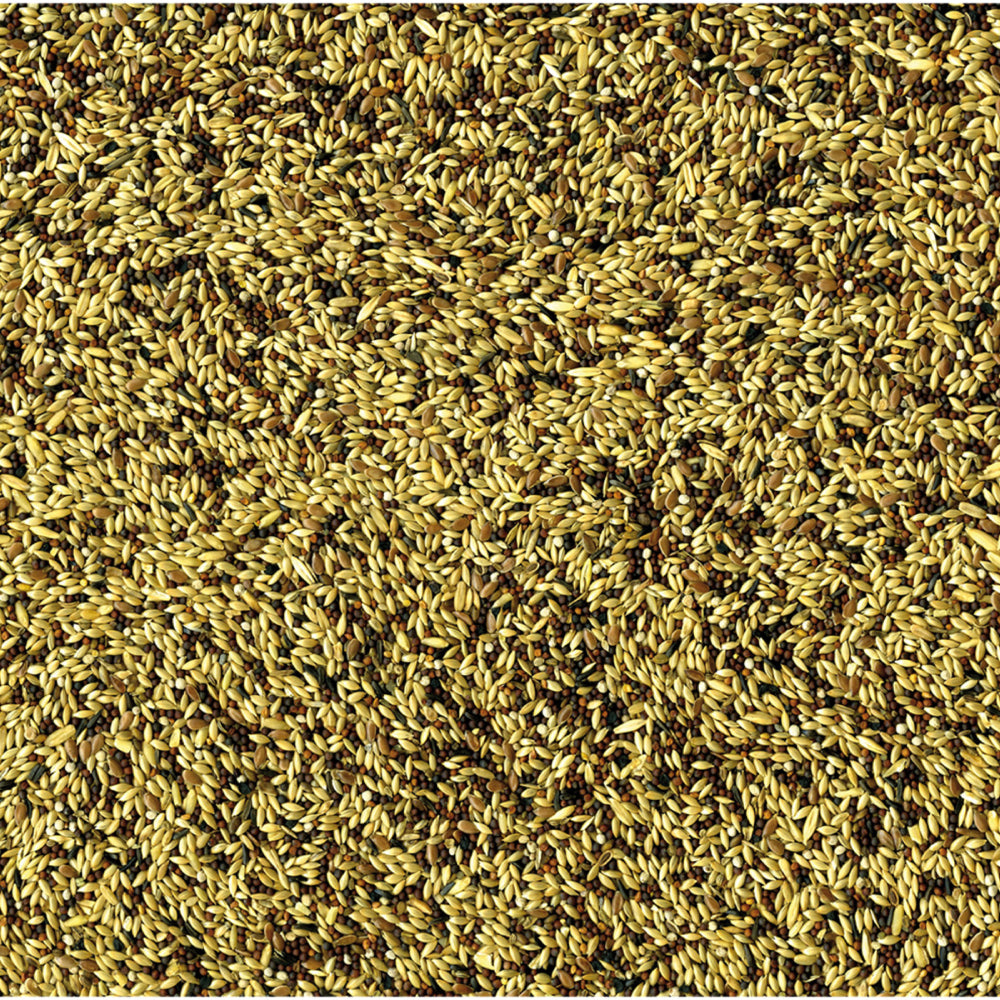 Vadigran Original Canarini