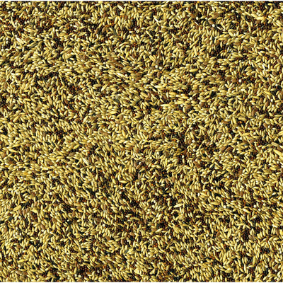 Vadigran Original Canarini