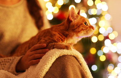 Capodanno: come affrontarlo con i Pets - happy4pets.it