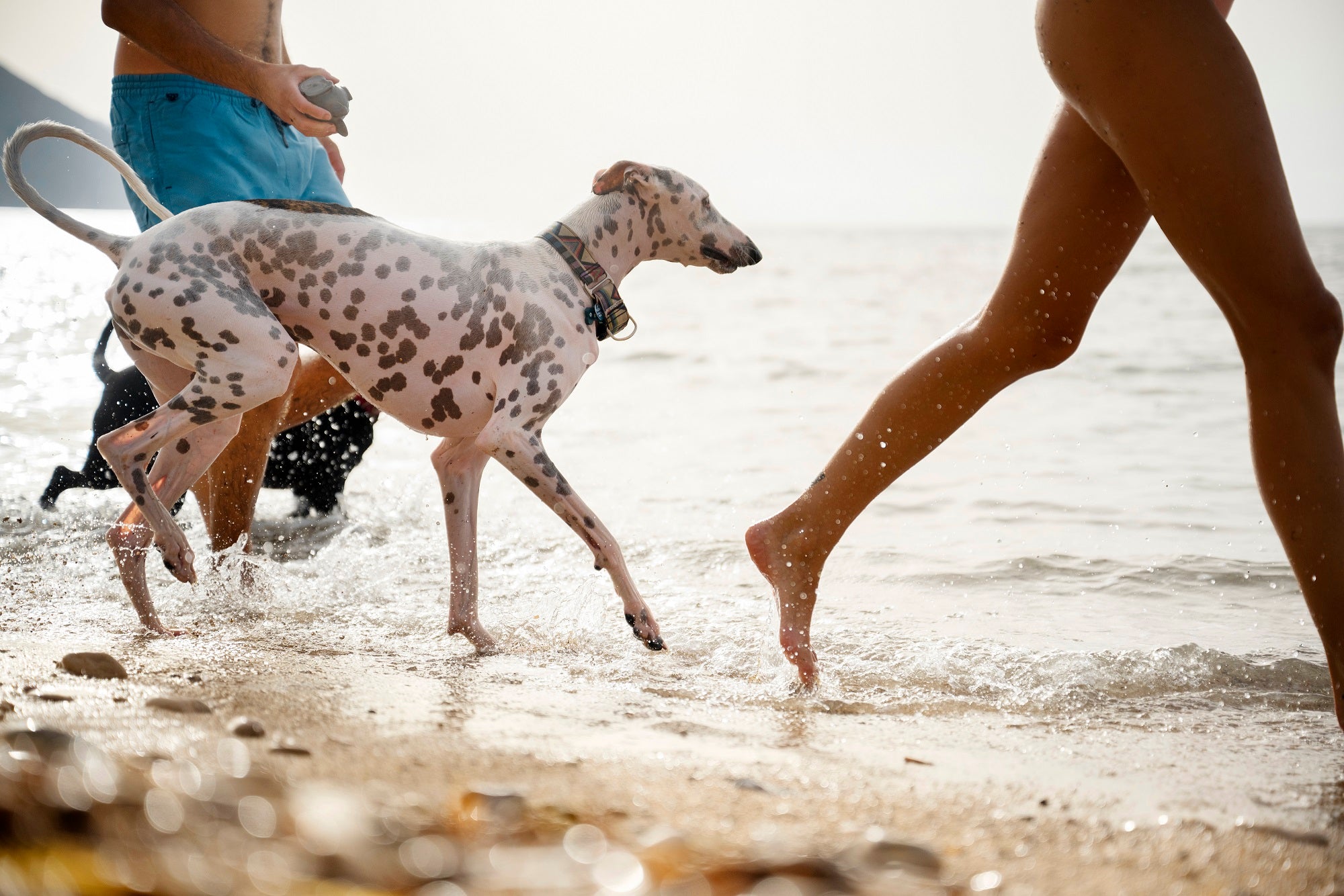 Affrontare l'estate con il proprio pet: consigli per cani, gatti e piccoli animali