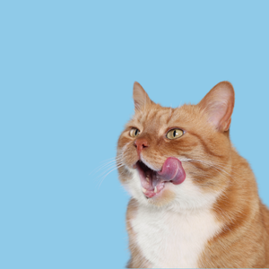 Gatti