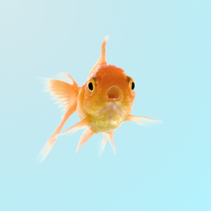 Pesci