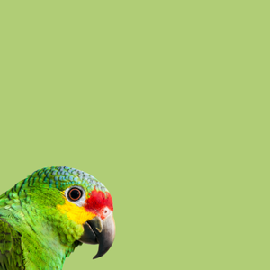 Uccelli