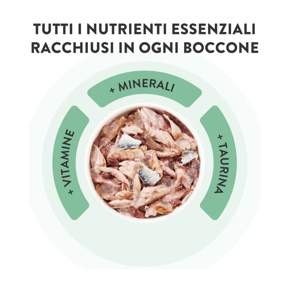 Schesir Cat Tonnetto spigola jelly 6x50g
