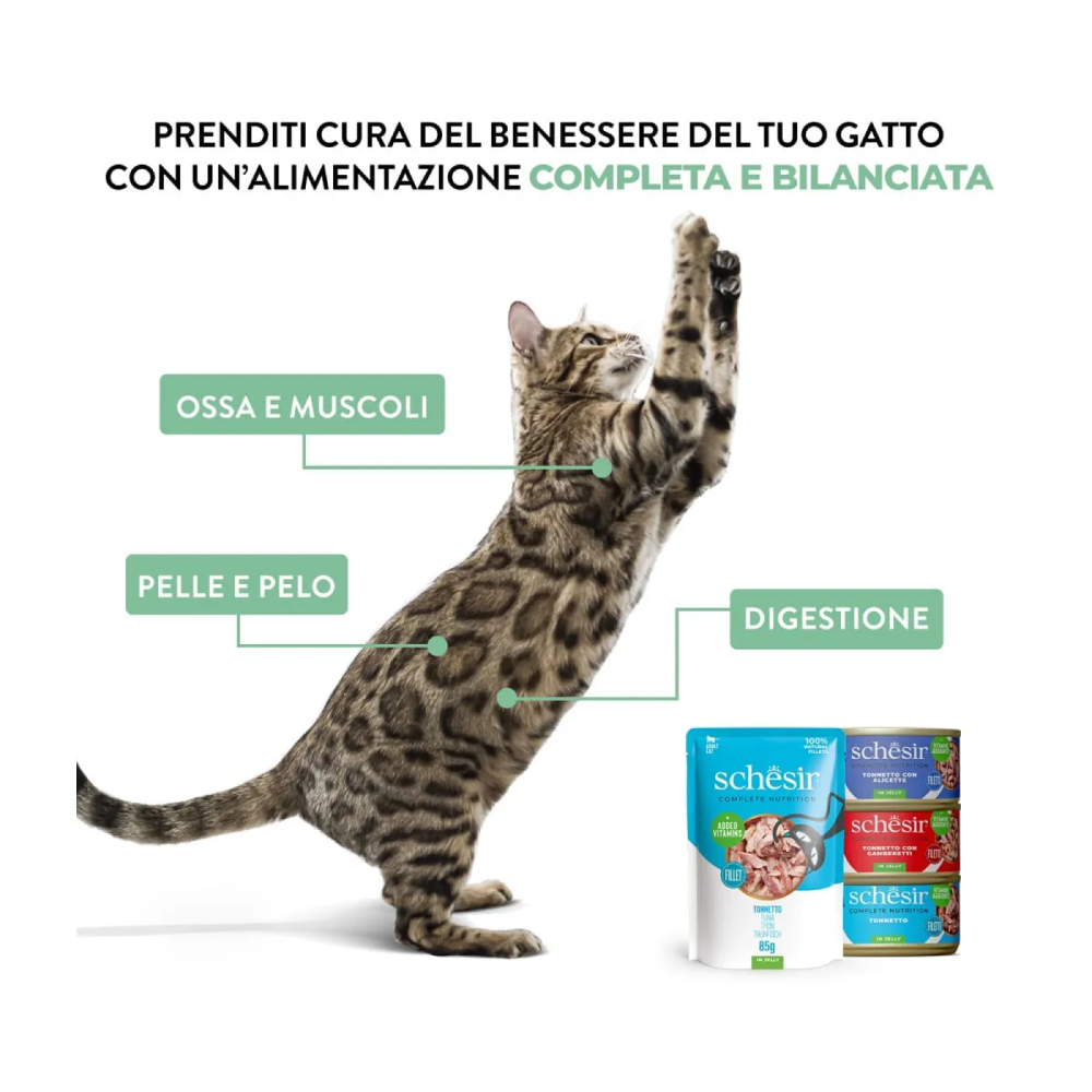 Schesir Cat Tonnetto spigola jelly 6x50g
